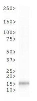 Western Blot: Histone H3 [p Ser10] Antibody [NB21-1091]